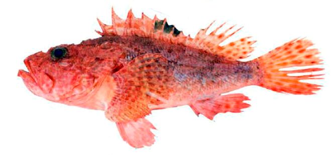 Scorpaena elongata_07.jpg